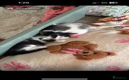 Domestic Shorthair cats for sale: Teddy is looking for his forever home  - Image 7