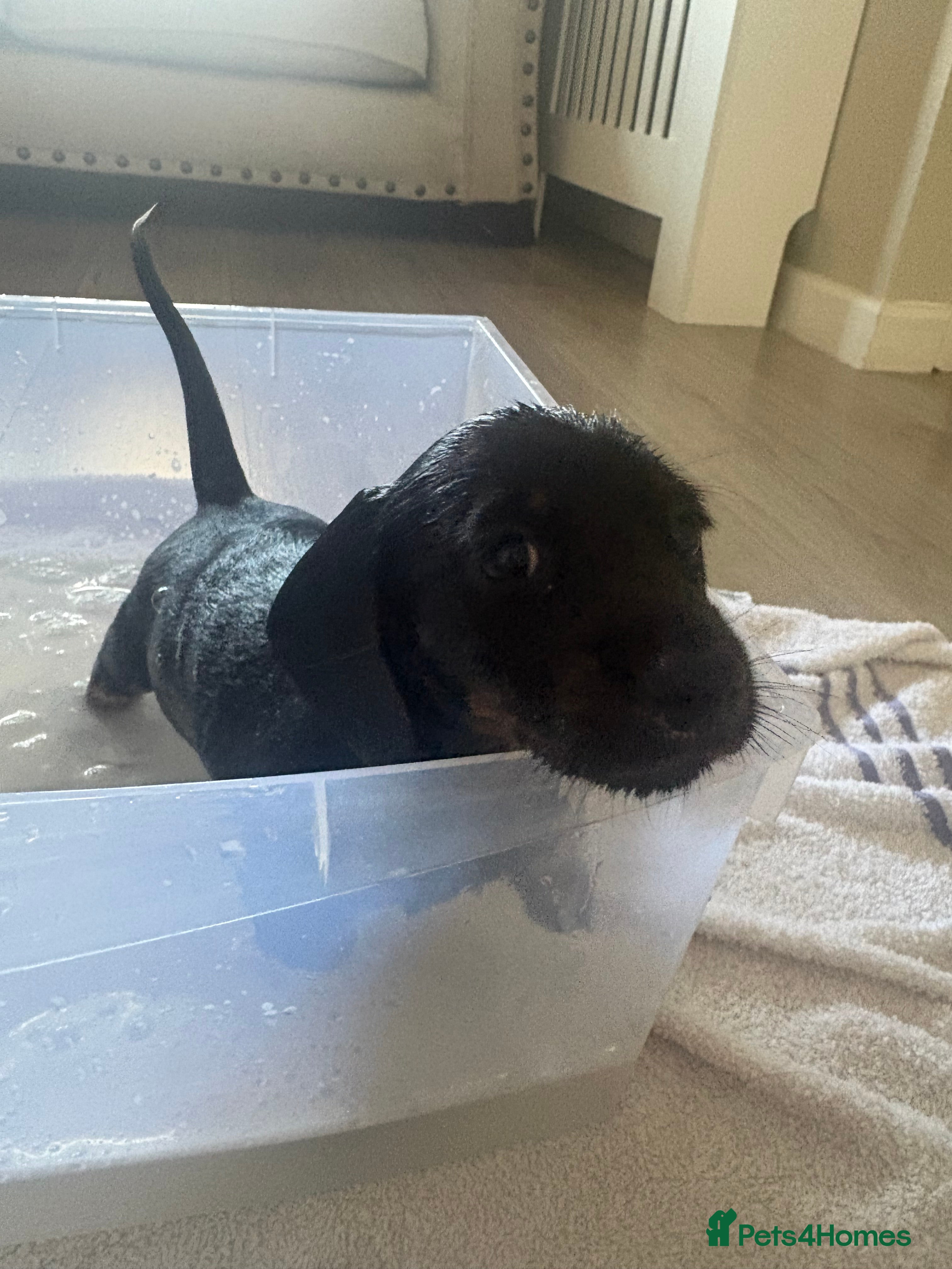 Miniature Dachshund dogs Beautiful Miniature Dachshund Puppies 🐾❤️ - Advert 2