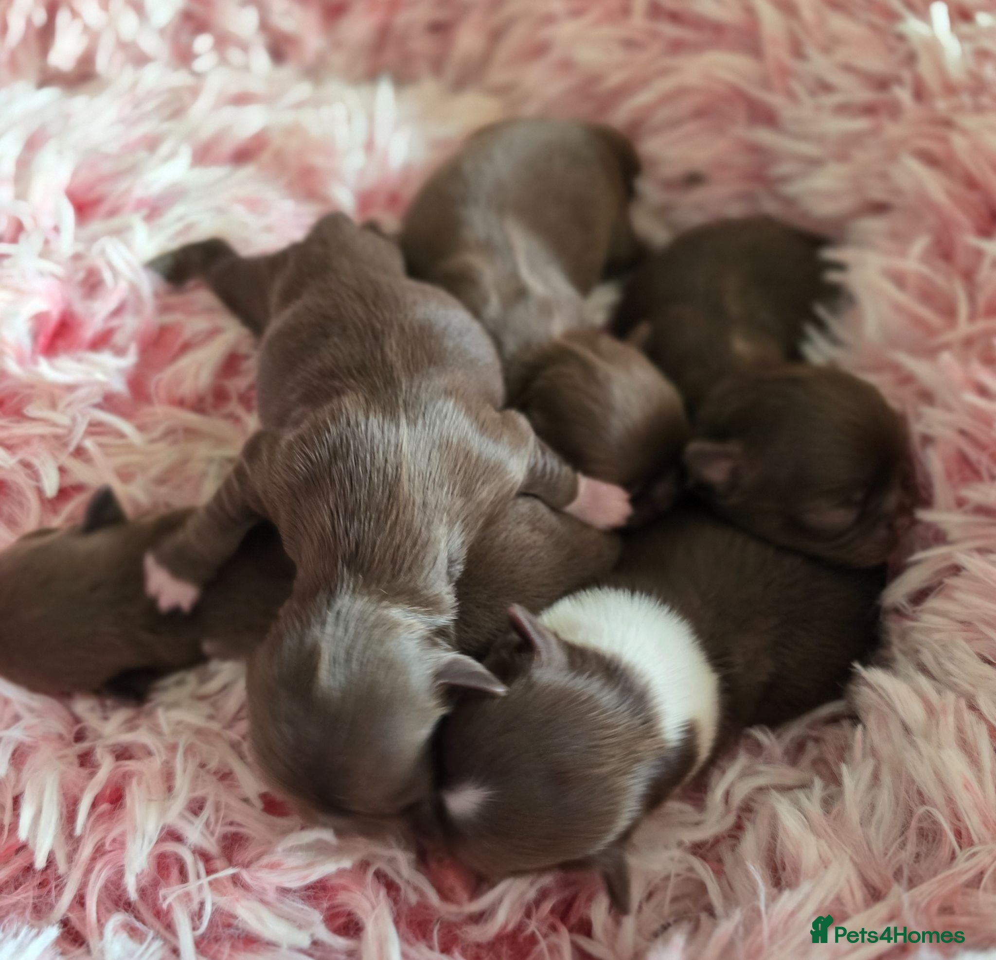 Chihuahua dogs Xx stunning Quality Kc chocolate litter Xx - Advert 2