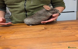 Chinchilla rodents for sale: Medium Tan Lovely Female Chinchilla for sale - Advert 8