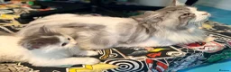 Mixed Breed cats for sale: Super cute Mainecoon x Persian  - Advert 12