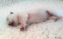 West Highland Terrier dogs for stud: Stud.. in Greenock - Image 16