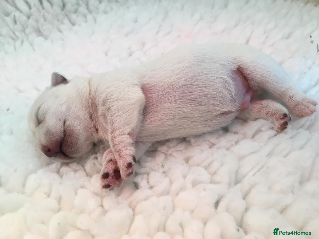 West Highland Terrier dogs for stud: Stud.. in Greenock - Image 16