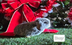 Mini Lop rabbits for sale: Pure mini lop babies  - Advert 7