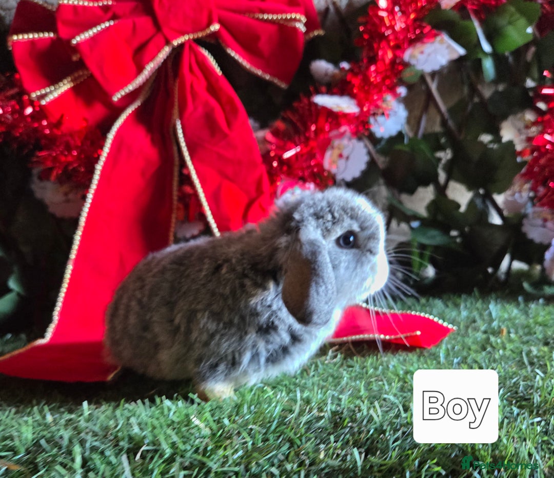 Mini Lop rabbits for sale: Pure mini lop babies  - Advert 7