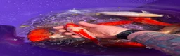 Goldfish fish for sale: Goldfish in Lancing - Advert 4