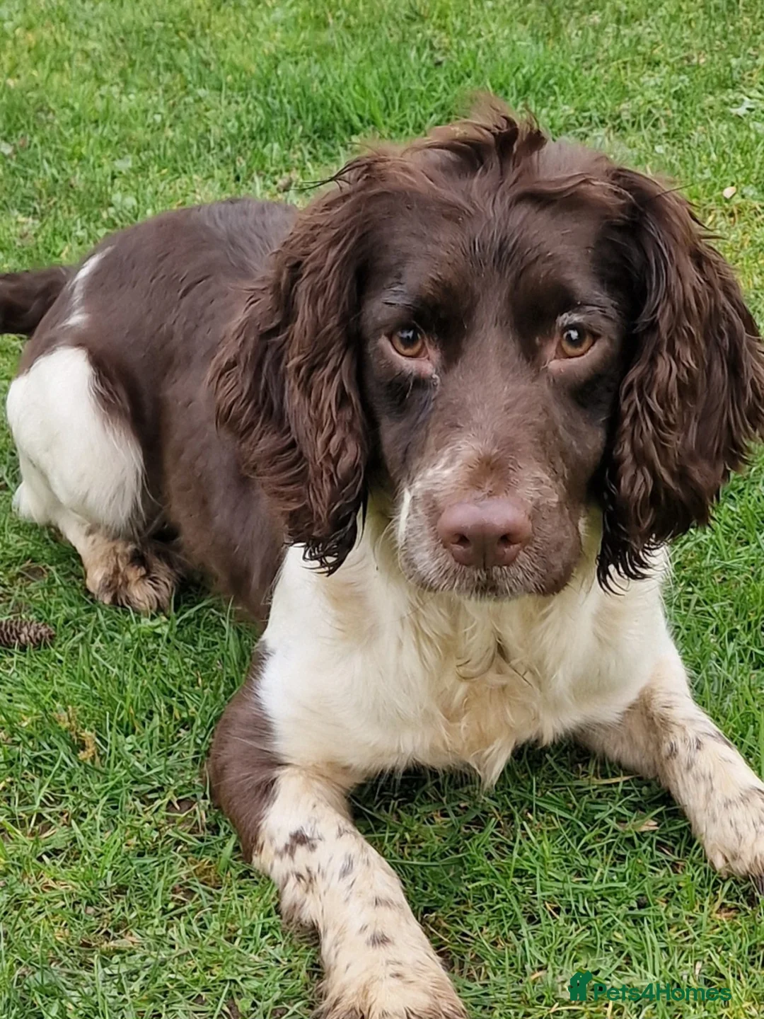 English Springer Spaniel dogs for sale: A* English Springer Spaniel Females - Advert 9
