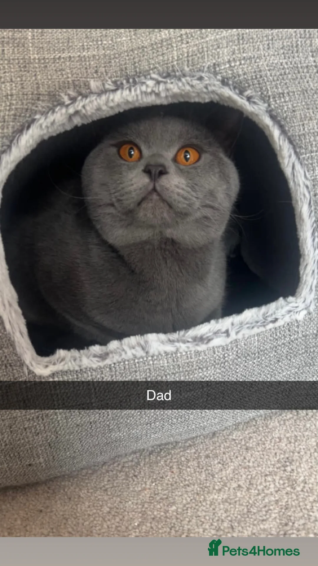 British Shorthair cats for sale: Lilac & Blue British Shorthairs  in Weston-super-Mare - Advert 14