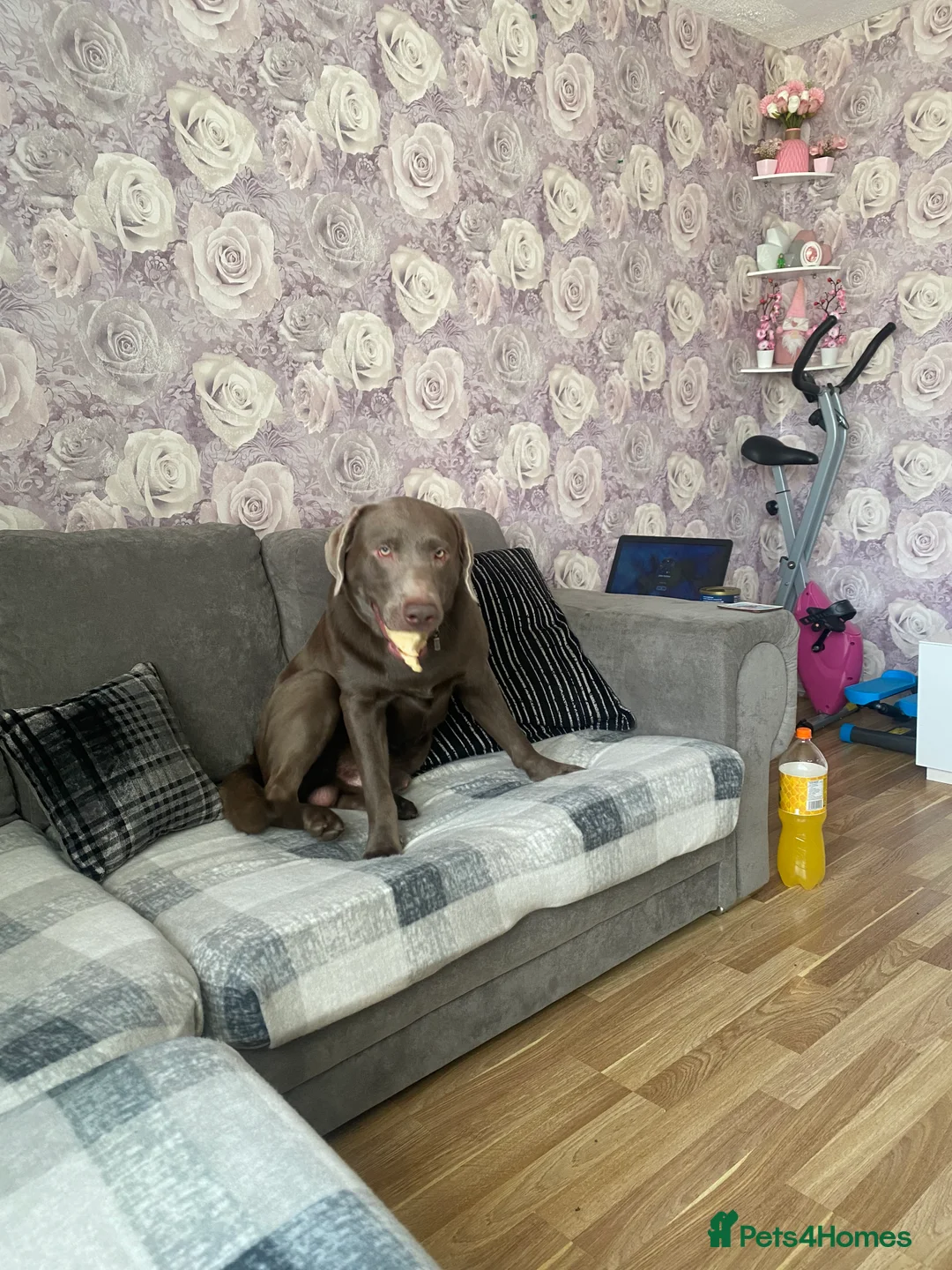 Labrador Retriever dogs for stud: Field Line Labrador Stud - Advert 5