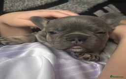 French Bulldog dogs for sale: French bulldogs , one fluffy (like his mum)  - Image 10