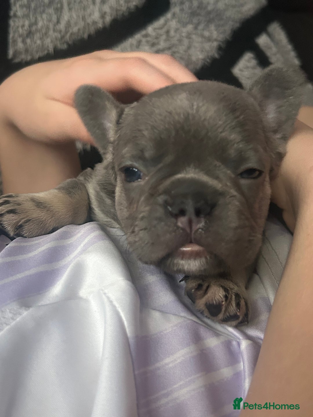 French Bulldog dogs for sale: French bulldogs , one fluffy (like his mum)  - Image 10