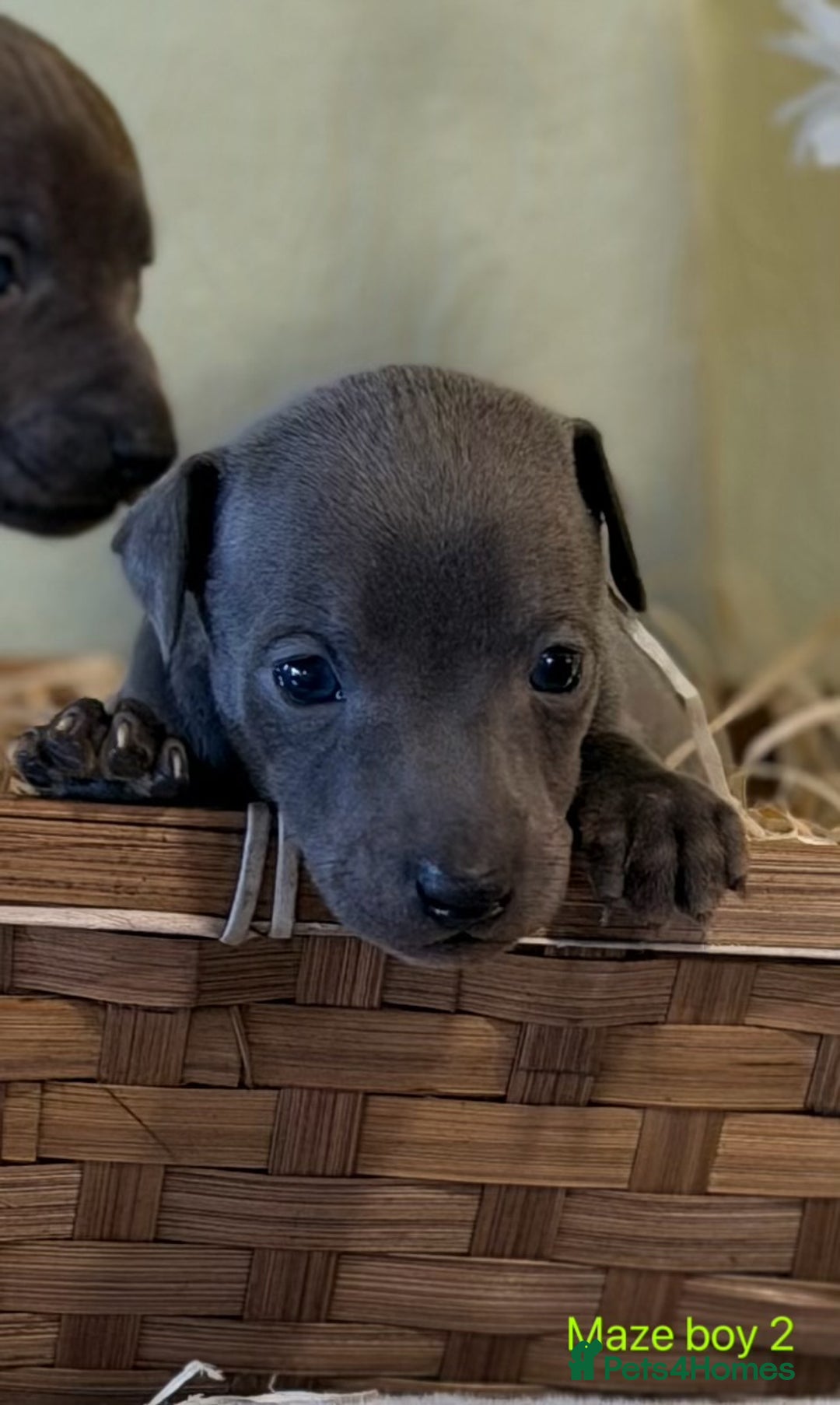 Italian Greyhound dogs for sale: Stunning Tiny All Blue KC registered Iggys  - Advert 3