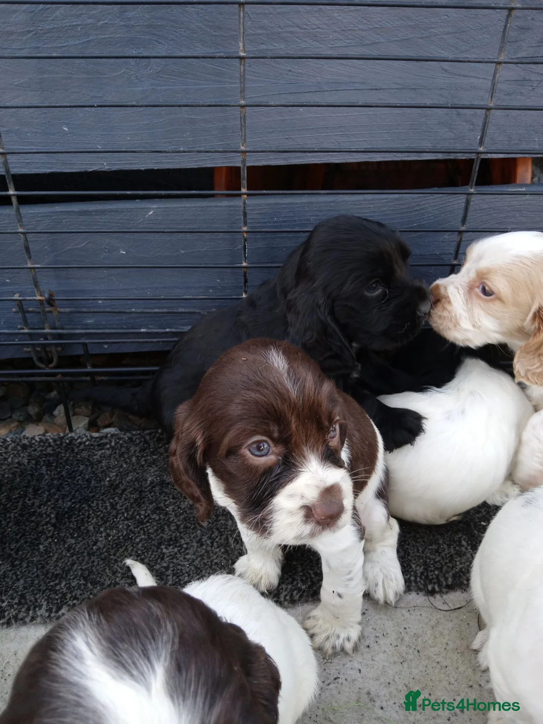 Cocker Spaniel dogs for sale: 9 beautiful Cocker spaniel puppies  - Advert 18