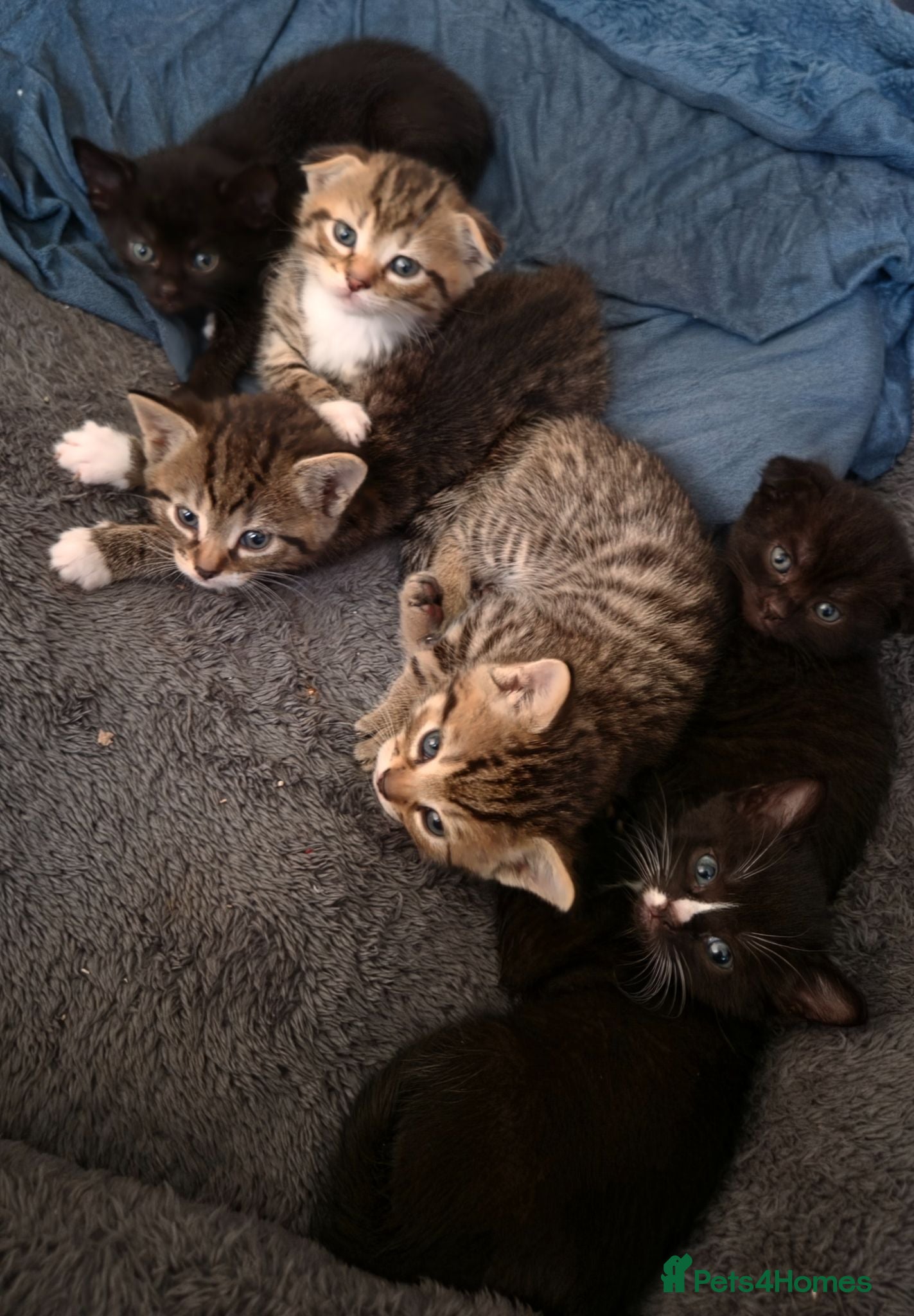 Scottish Fold cats ❤️ 6 Beautiful Scottish Fold/straight kittens ❤️ - Advert 2