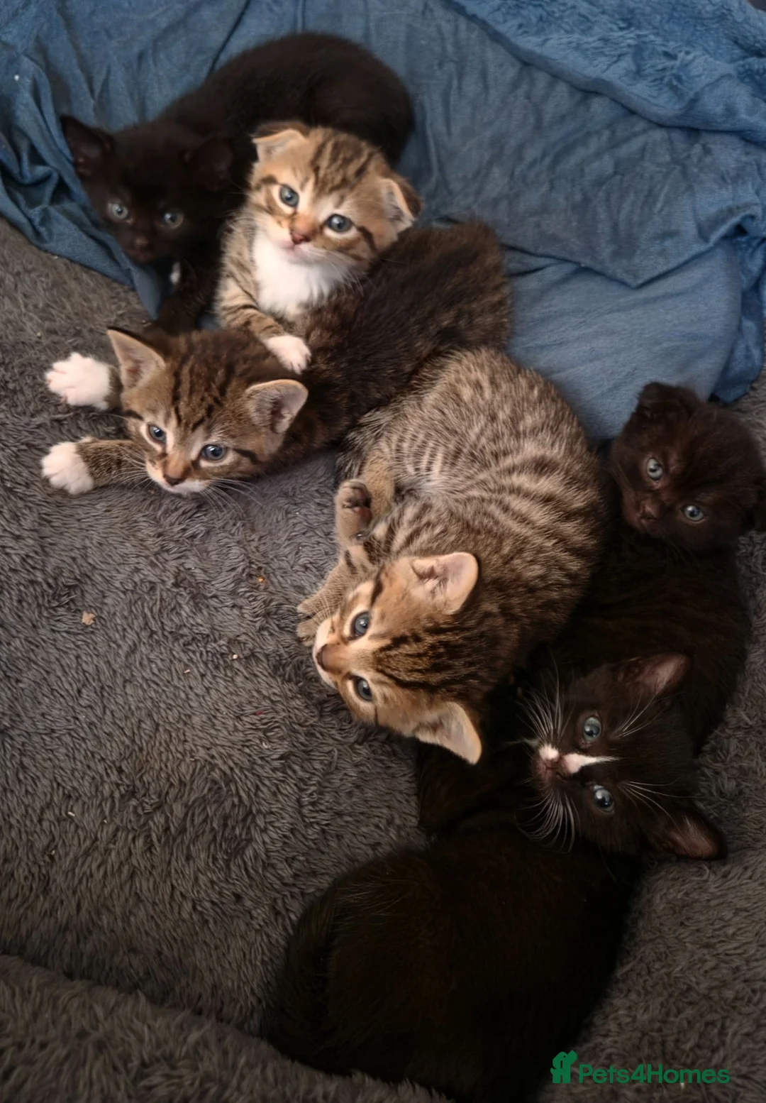 Scottish Fold cats for sale: ❤️ 6 Beautiful Scottish Fold/straight kittens ❤️ - Advert 2