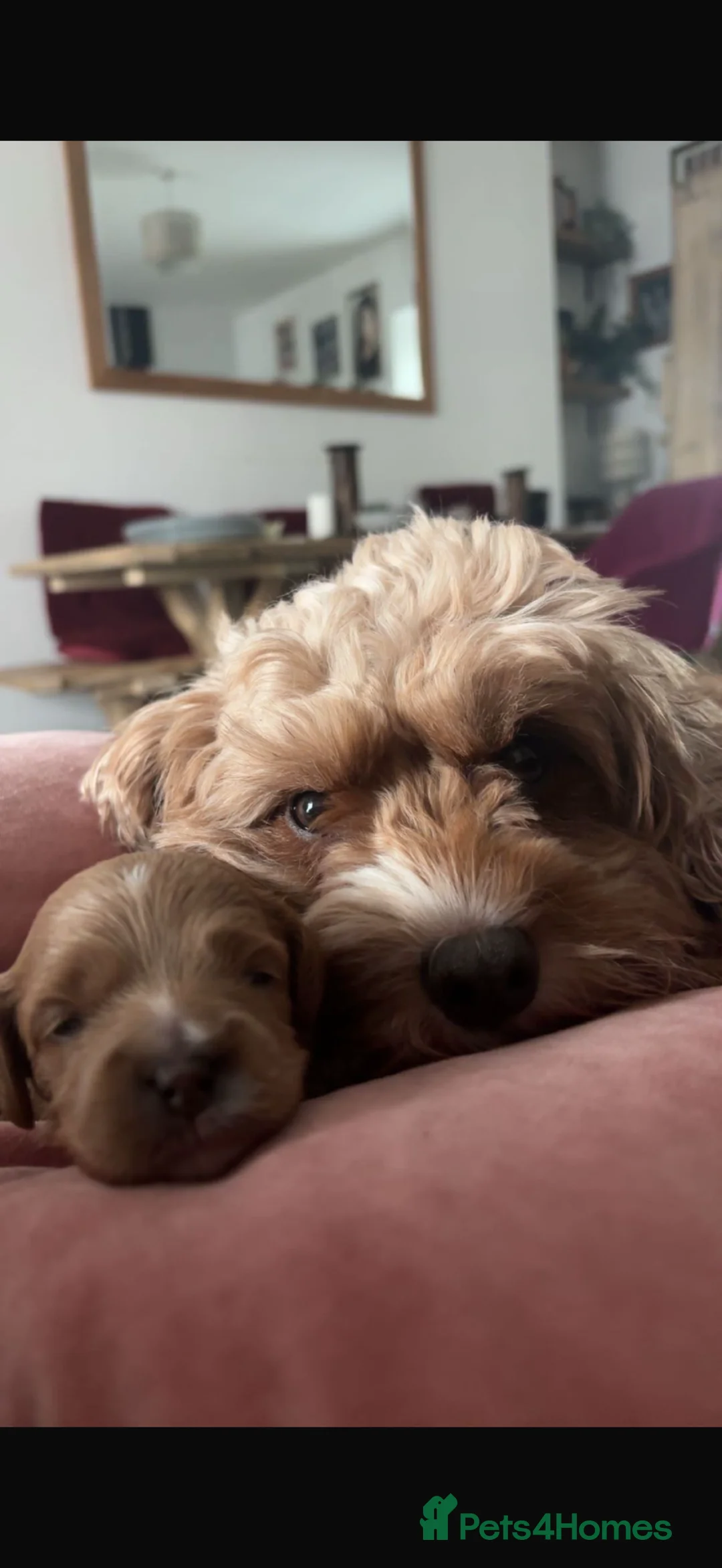Cavapoo dogs for sale: One beautiful boy and girl cava poo for sale in Llanelli - Advert 6