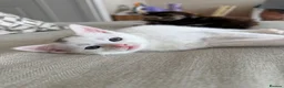 Domestic Shorthair cats for sale: Male Kittens Ready In TWO WEEKS - Advert 14