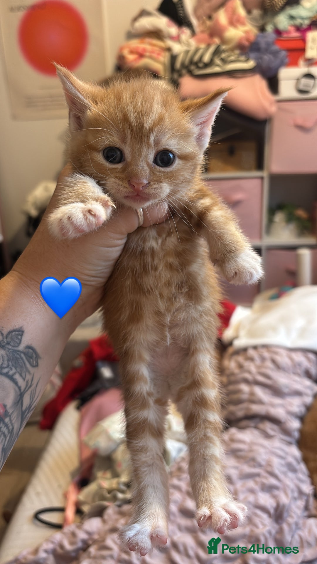 British Shorthair cats for sale: BEAUTIFUL KITTENS FOR SALE 🩷💙 - Advert 2