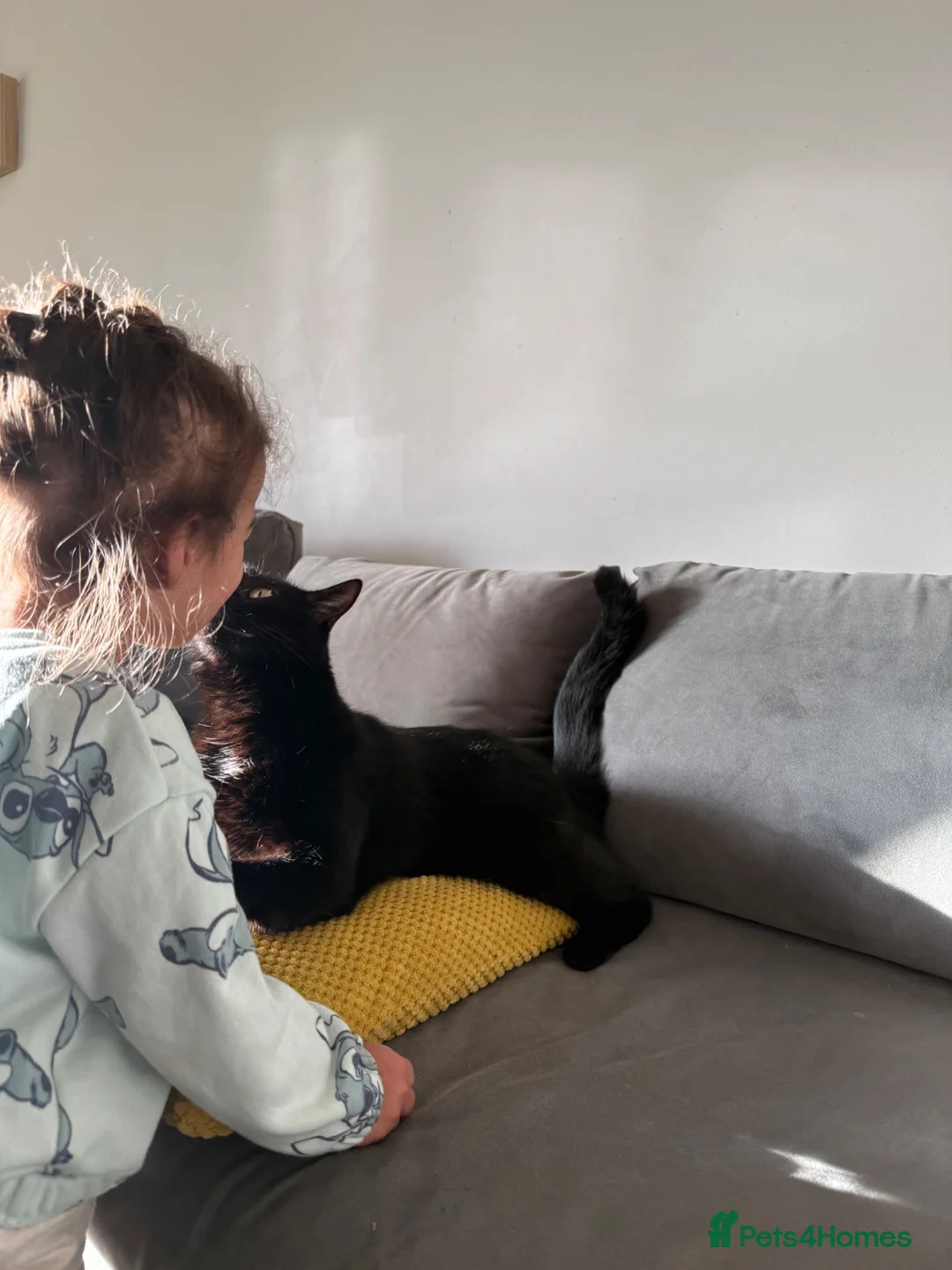 Bombay cats for sale: Bombay mix female for sale - Advert 4