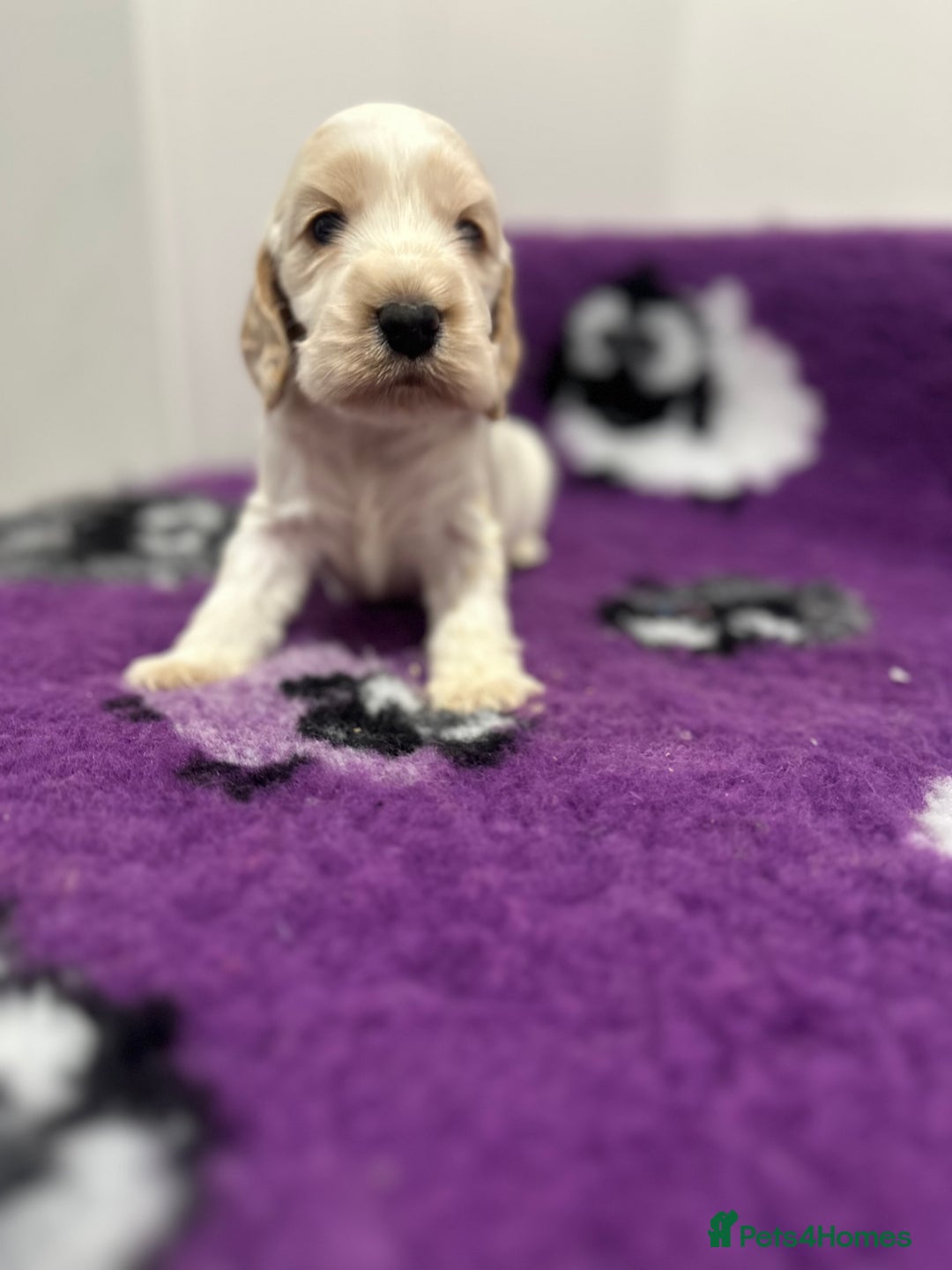 Cocker Spaniel dogs for sale: 4 Show Type Cocker Spaniel Puppy’s 🐶 - Advert 4