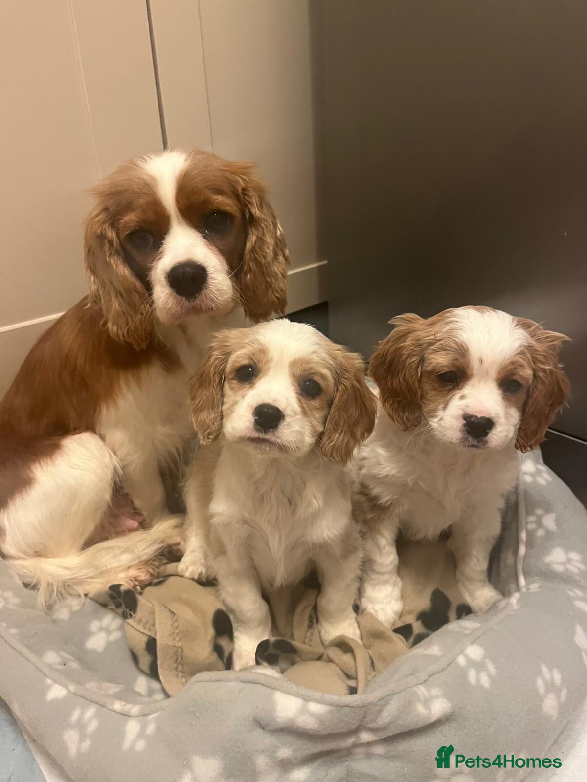 Cavalier King Charles Spaniel dogs 🐶King Charles Cavalier 🐶 ✨ 2 Boys ✨❤️🐶  - Advert 9