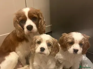 Cavalier King Charles Spaniel dogs 🐶King Charles Cavalier 🐶 ✨ 2 Boys ✨❤️🐶 - Advert 9