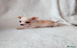 Chihuahua dogs for sale: Gorgeous Baby Chihuahua puppies  - Image 5