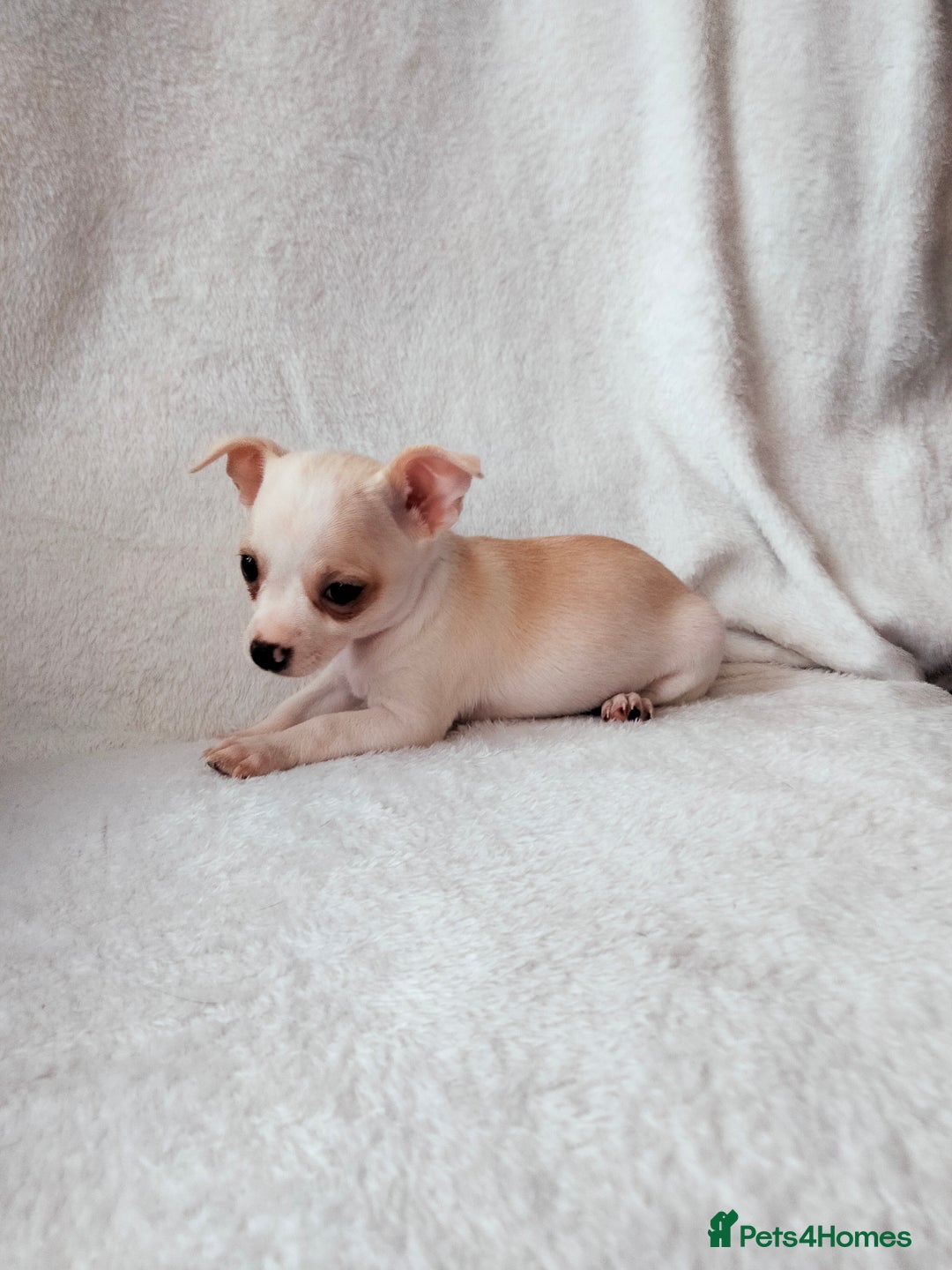 Chihuahua dogs for sale: Gorgeous Baby Chihuahua puppies  - Image 5