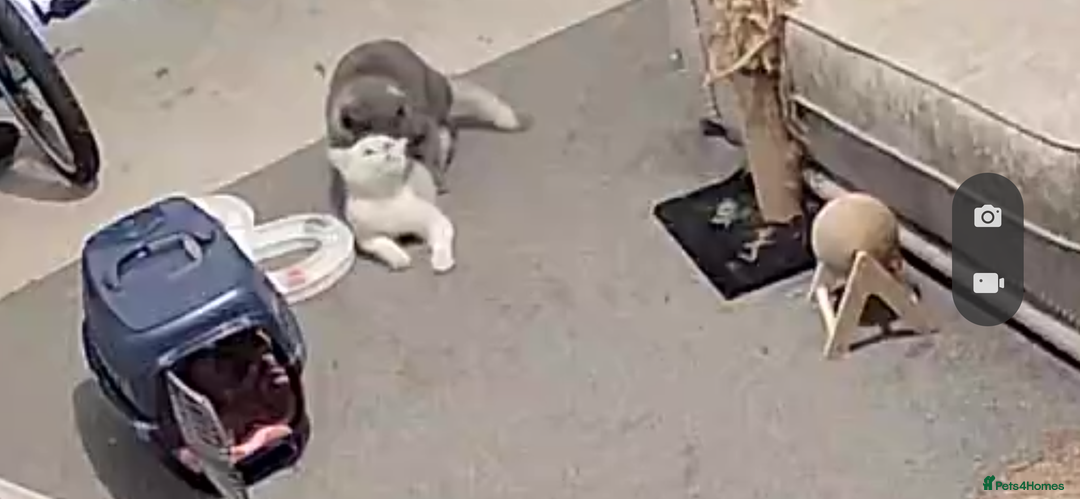 British Shorthair cats for stud: Superb quality, Proven Active Stud, blood B in Burton-on-Trent - Advert 6