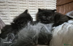 Ragdoll cats for sale: Ragdoll kittens  - Image 30