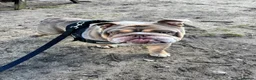 English Bulldog dogs for sale: Pig - English Bulldog - Advert 3