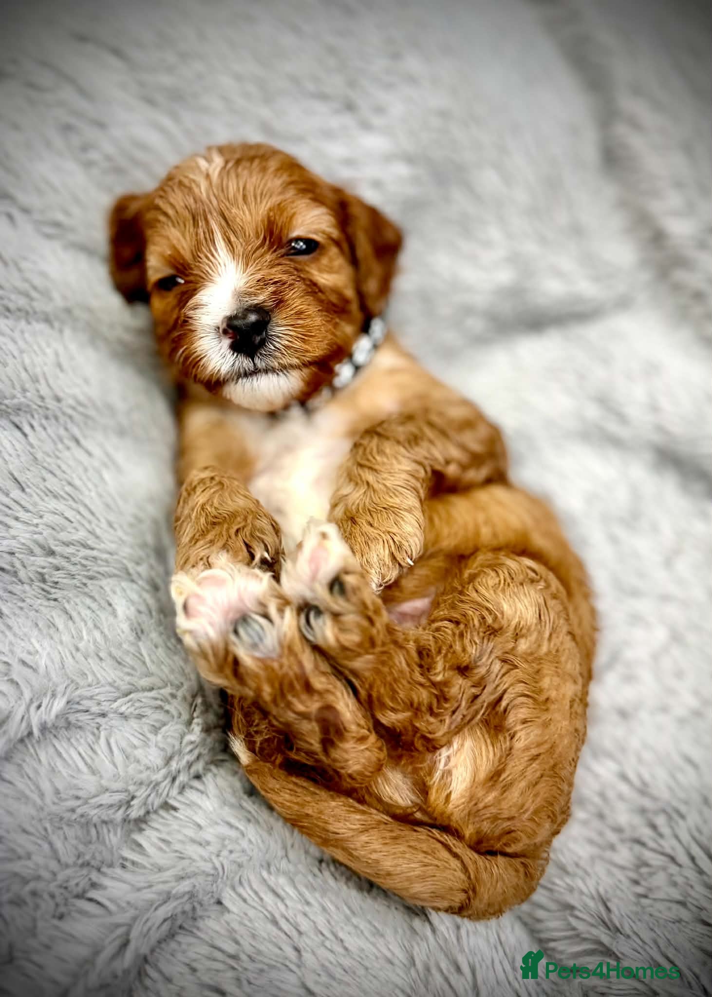 Cavapoo dogs 🧸⭐ F1 Health tested Cavapoos⭐🧸 - Advert 2