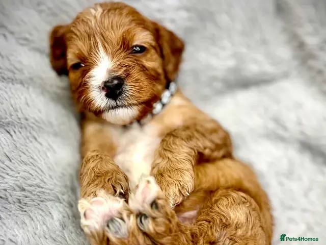 Cavapoo dogs for sale: 🧸⭐ F1 Health tested Cavapoos⭐🧸 - Advert 2