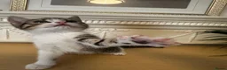 Domestic Shorthair cats for sale: Playful tabbies, ready to leave  - Advert 8