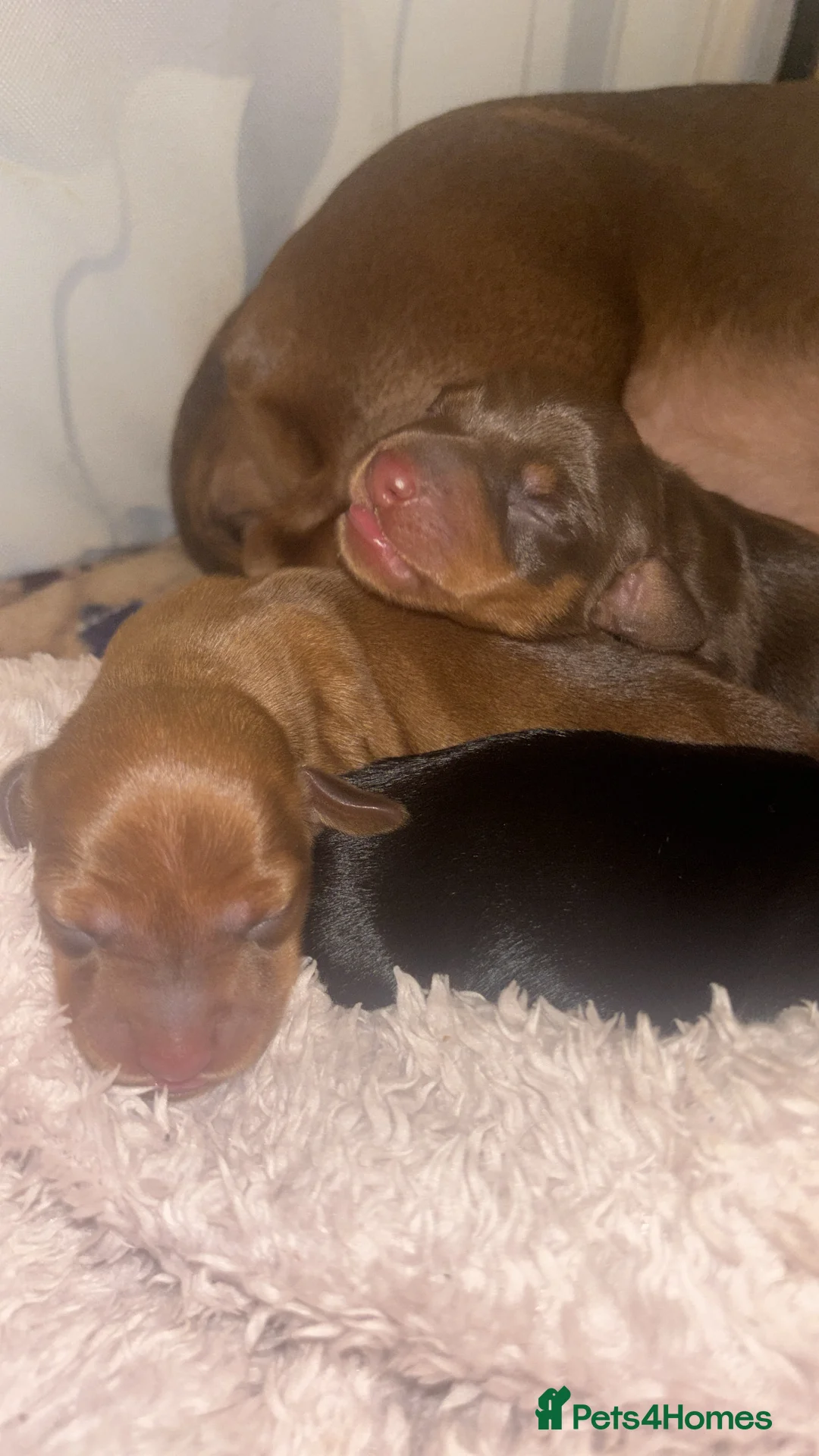 Miniature Dachshund dogs for sale: Miniature dachshund puppies - Advert 2