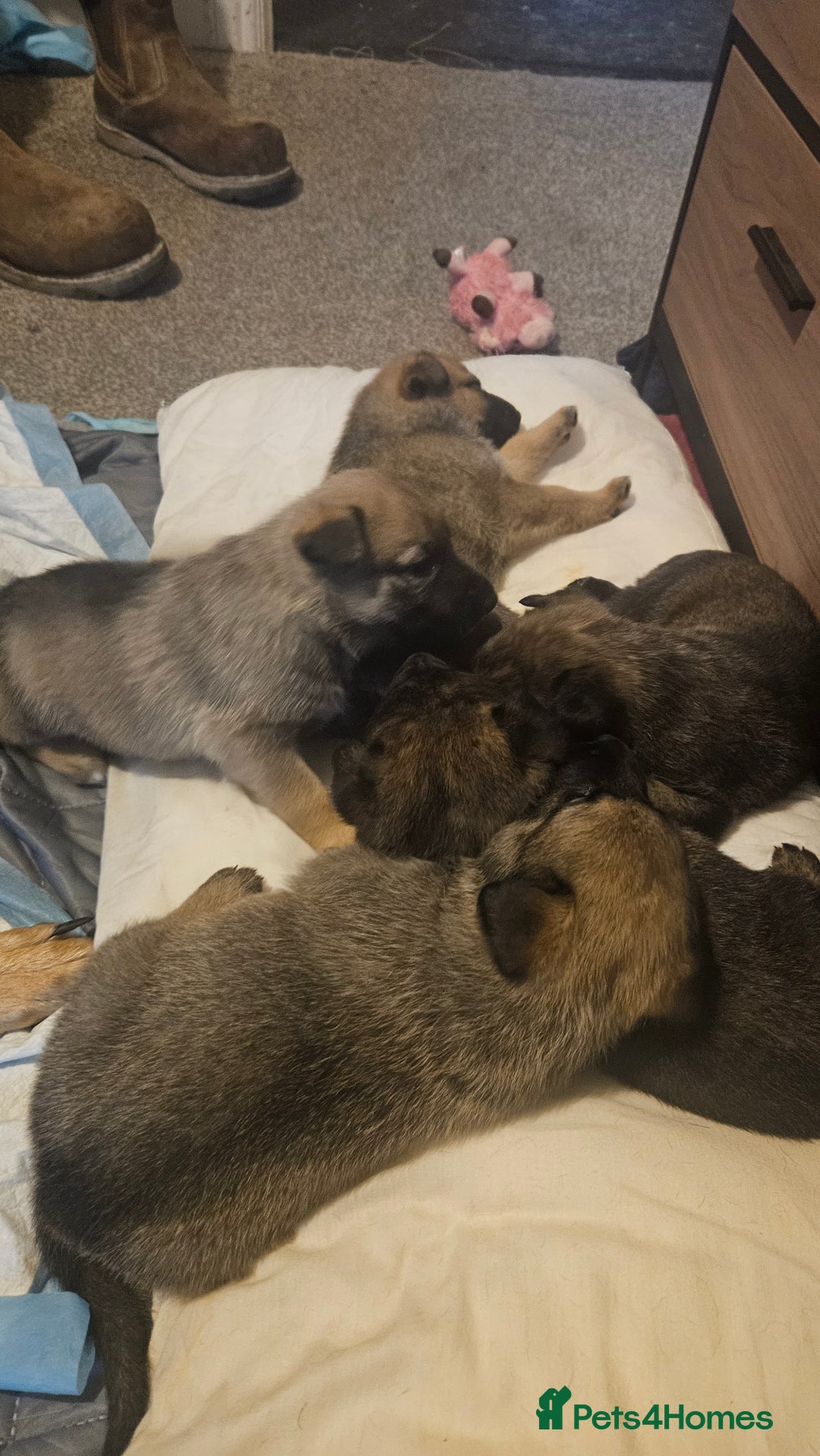 Mixed Breed dogs for sale: German shepard×Belgian malinois puppies  - Advert 10