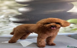 Toy Poodle dogs for sale: Toy poodle EU passports  - Image 8