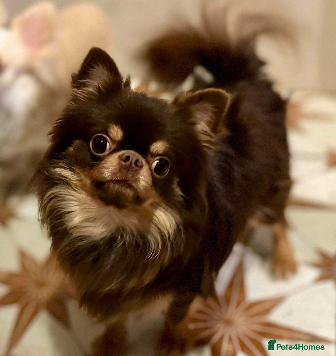 Chihuahua dogs for sale: Gorgeous Chocolate longcoat thailand import male  - Image 9