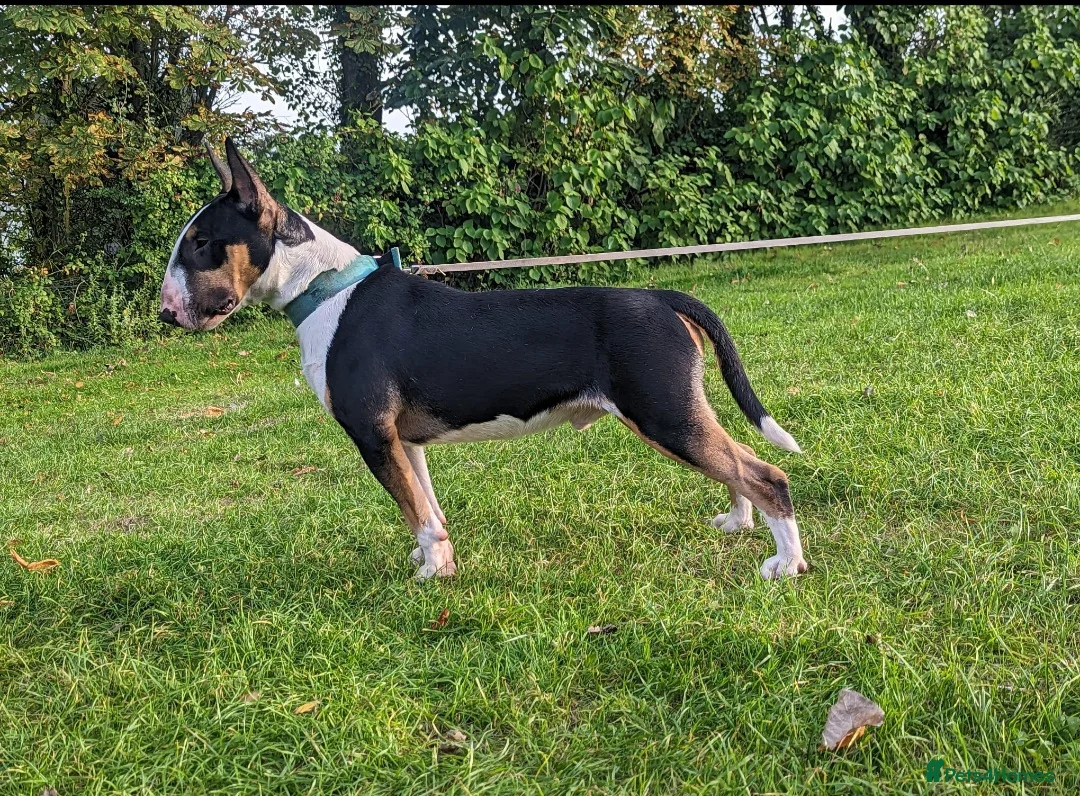English Bull Terrier dogs for stud: Two very stunning boys for stud in Fordingbridge - Advert 5