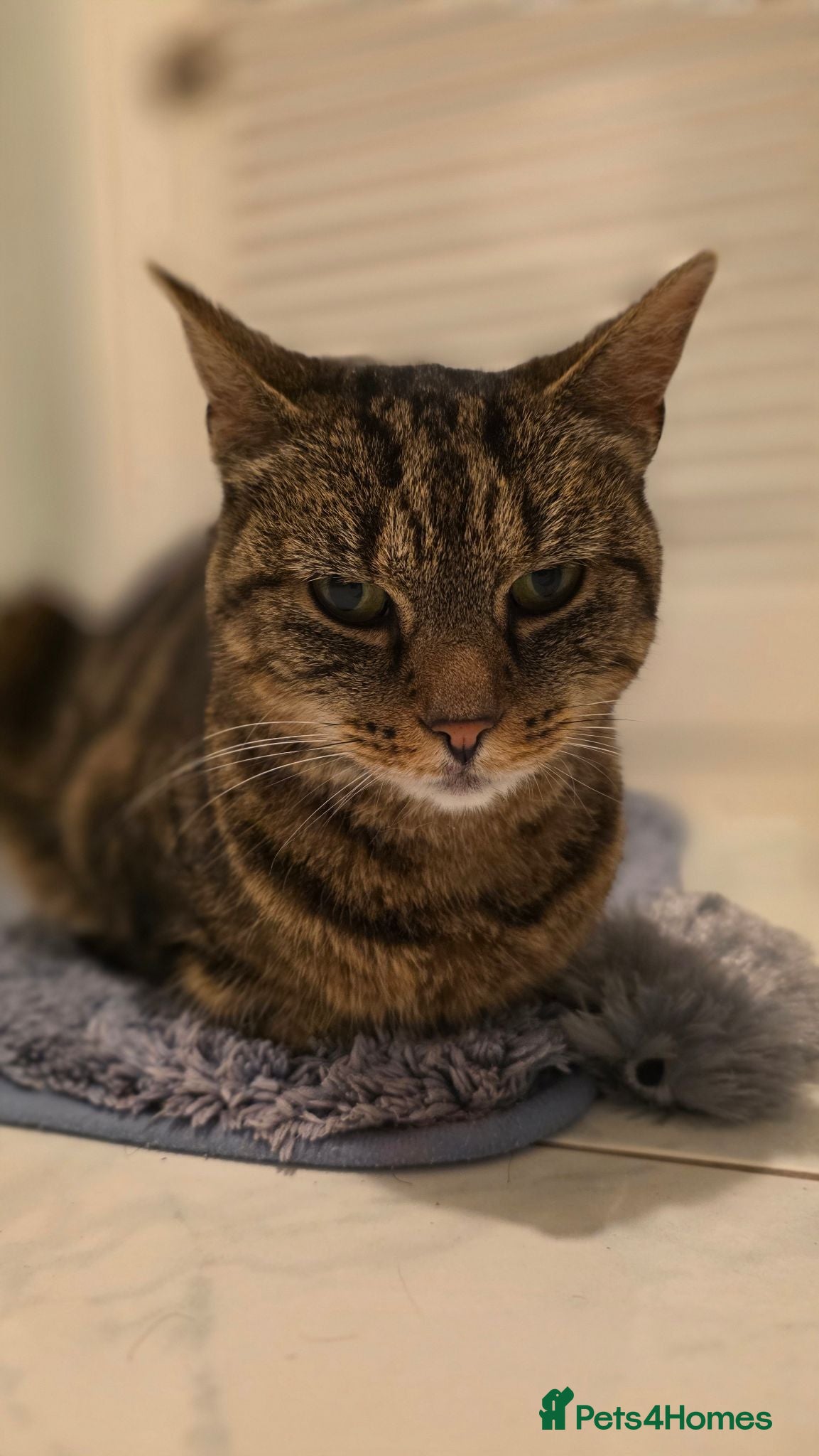 Domestic Shorthair cats Adult Female Cat - Neutered and Chipped - Advert 14