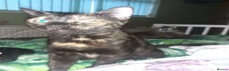 Domestic Shorthair cats for adoption: Young female tortoishell cat neutered vaccinated, - Advert 3