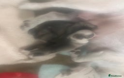 Pug dogs for sale: KC reg pug puppies  - Image 4
