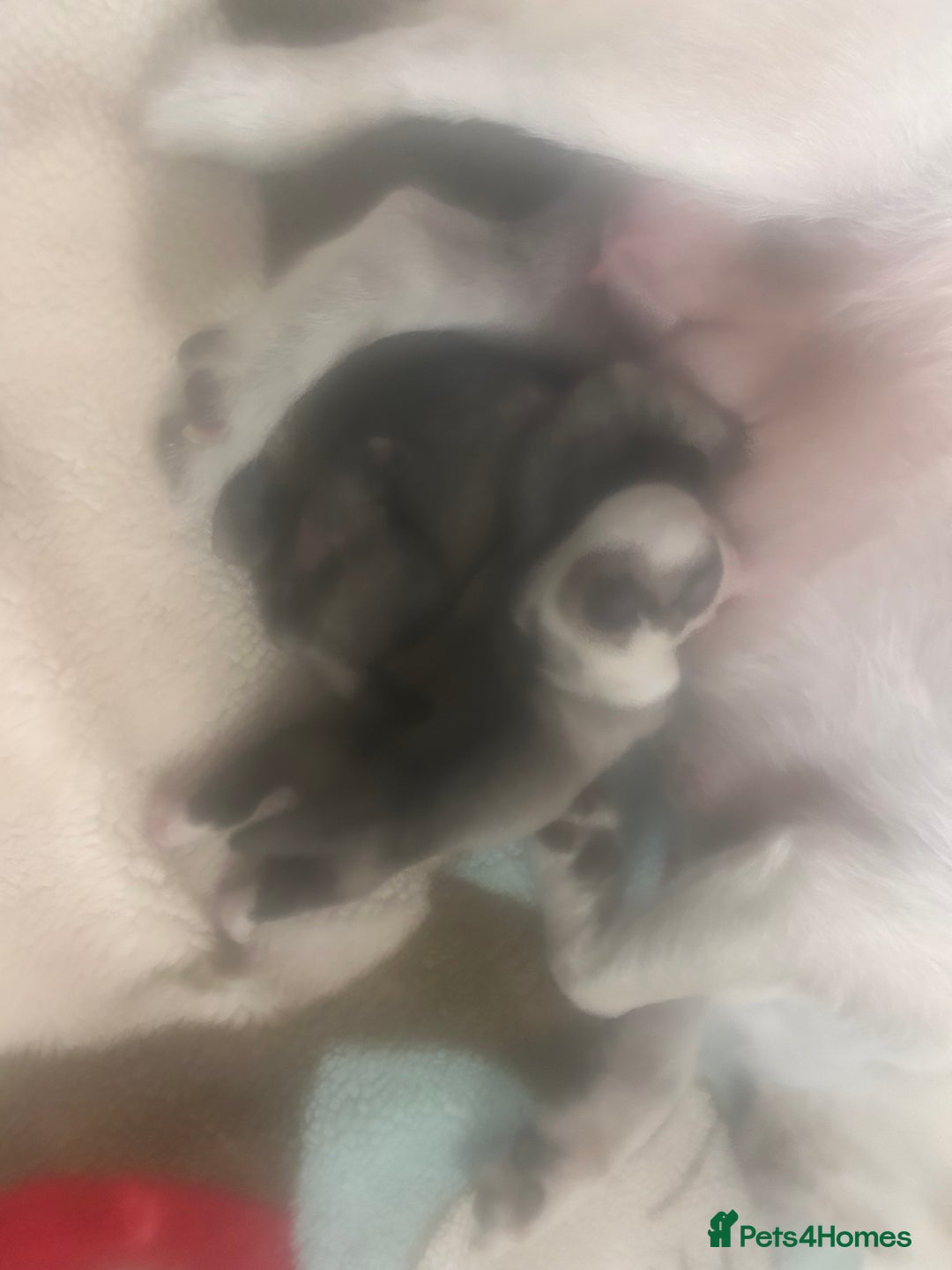 Pug dogs for sale: KC reg pug puppies  - Image 4