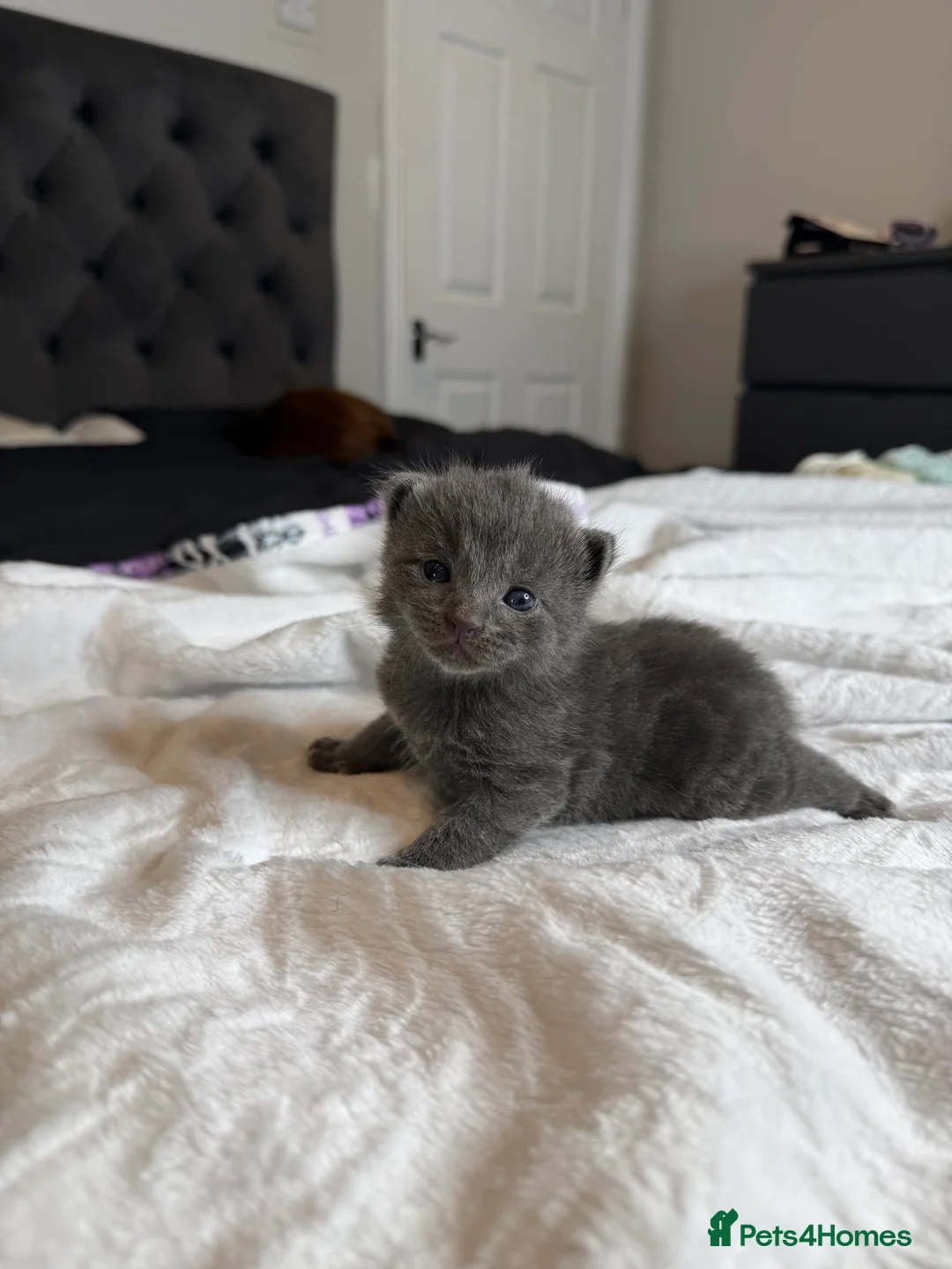 British Shorthair cats for sale: Our British Shorthair Grey Kittens  - Advert 27