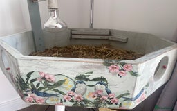 Tortoise reptiles for sale: Horse field  - Image 2