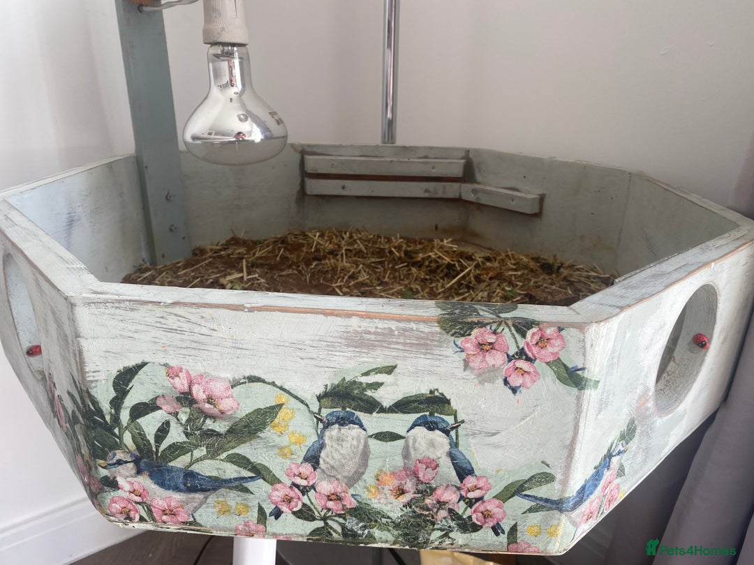 Tortoise reptiles for sale: Horse field  - Image 2