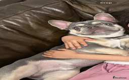 French Bulldog dogs for sale: Adorable 1-Year-Old French Bulldog – KC Registered - Image 7
