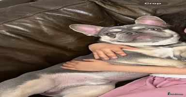 French Bulldog dogs - Advert 4