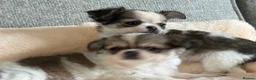Pomchi dogs for sale: Beautiful female pomchi - Advert 7