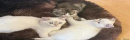 British Shorthair cats for sale:  BRITISH SHORT HAIR WHITE COLOR POINT - Advert 8